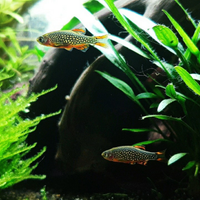 Danio Margaritatus (Galaxy Rasbora) pesci