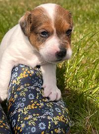 Parson Russell Terrier