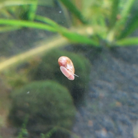 Lumache planorbarius per acquario