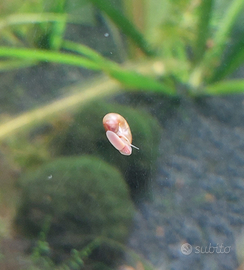Lumache planorbarius per acquario