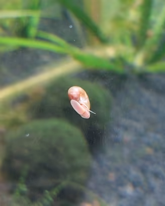 Lumache planorbarius per acquario