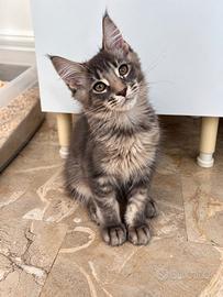 Noris - maine coon maschio, tigrato blu