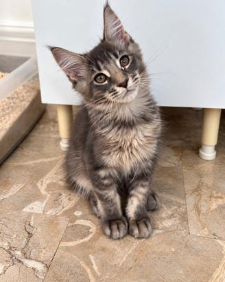 Noris - maine coon maschio, tigrato blu