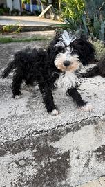 Cuccioli di barboncino nano
