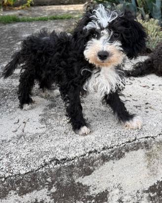 Cuccioli di barboncino nano