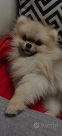 Pomerania Orange Sable disponibile per Monta