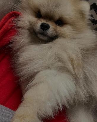 Pomerania Orange Sable disponibile per Monta