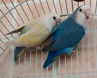Inseparabili