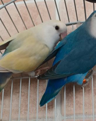 Inseparabili