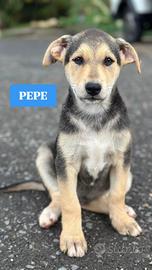 Cuccioli in adozione