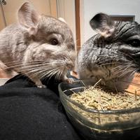 Cincillà Maschi + Gabbia accessoriata