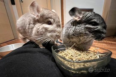 Cincillà Maschi + Gabbia accessoriata