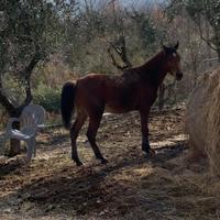 Permuto tre cavalli arabi M interi