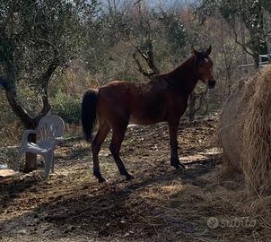 Permuto tre cavalli arabi M interi