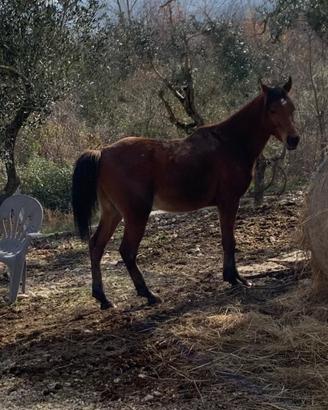 Permuto tre cavalli arabi M interi
