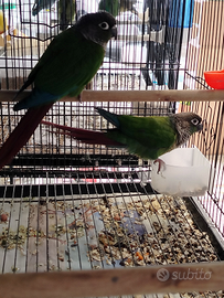 Pyrrhura molinae- contro guance verdi