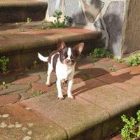 Chihuahua maschio con Pedigree