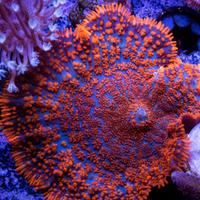 Coralli talee acquario marino