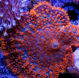 Coralli talee acquario marino