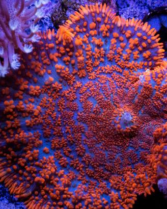 Coralli talee acquario marino