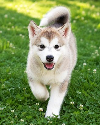 Cucciola di alaskan malamute