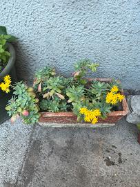 Pianta perenne sedum
