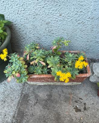 Pianta perenne sedum