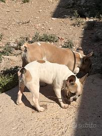 Bulldog francese