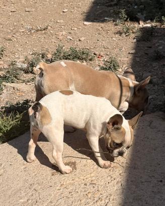 Bulldog francese