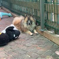 Spitz nano tedesco - 10 mesi -