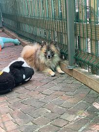 Spitz nano tedesco - 10 mesi -