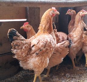 Galline perniciate rosse e altre razze