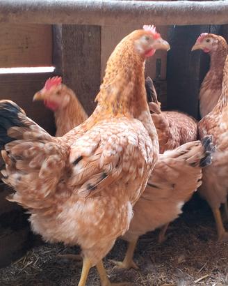 Galline perniciate rosse e altre razze