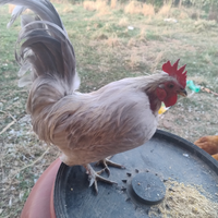 Pulcini grigio perla