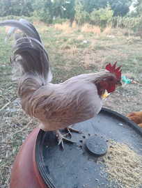 Pulcini grigio perla