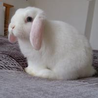 Coniglio ariete nano, mini lop, american gazi lop
