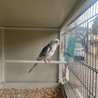 Parrocchetto dal groppone rosso pezzato blu