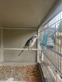 Parrocchetto dal groppone rosso pezzato blu