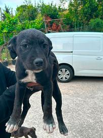 Dono cani taglia media