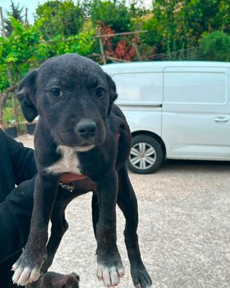 Dono cani taglia media