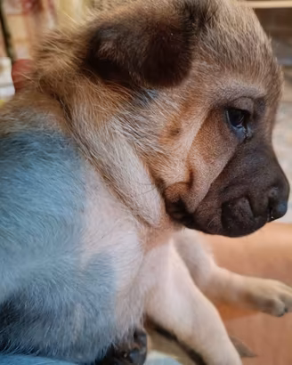 Sharpei femmina