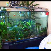 acquario da 250 litri con mobile e filtro esterno 
