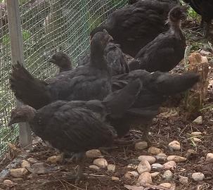 Cemani