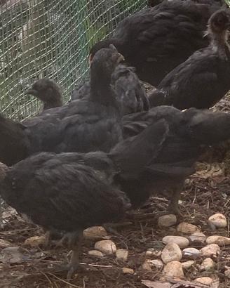 Cemani