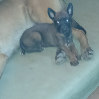 Pastori Belgian Malinois original