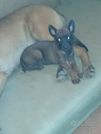 Pastori Belgian Malinois original