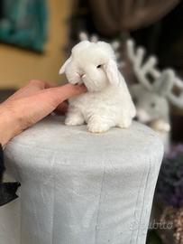 Minilop e conigli ariete nano