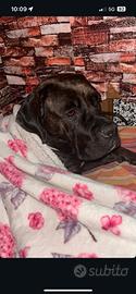 Cane corso femmina