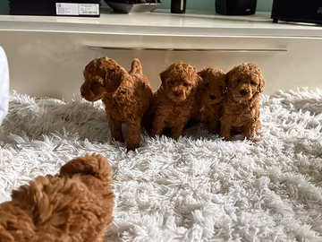 Cuccioli maschi barboncino toy red