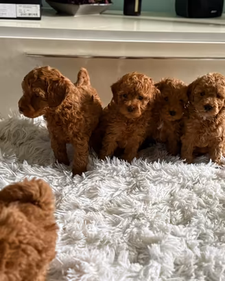 Cuccioli maschi barboncino toy red